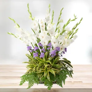 Elegant Gladiolus